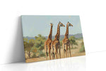 Giraffes' Graceful Watch animals canvas print, gallery-wrapped, ready to hang