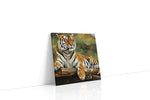 Majestic Jungle Guardian animals canvas print gallery-wrapped square canvas studio shot