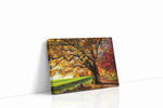 Golden Whispers of Autumn landscape canvas print gallery-wrapped landscape canvas studio shot