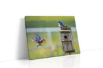 Whispers of the Bluebirds birds canvas print gallery-wrapped landscape canvas studio shot