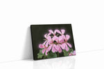 Blush of Blooming Petals floral canvas print, gallery-wrapped, ready to hang