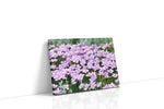 Whisper of Spring Blooms floral canvas print gallery-wrapped landscape canvas studio shot
