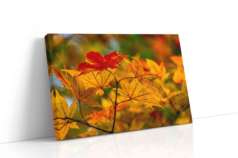 Autumn's Golden Symphony leaves canvas print gallery-wrapped landscape canvas studio shot