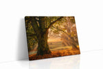 Golden Harvest Serenity nature canvas print, gallery-wrapped, ready to hang