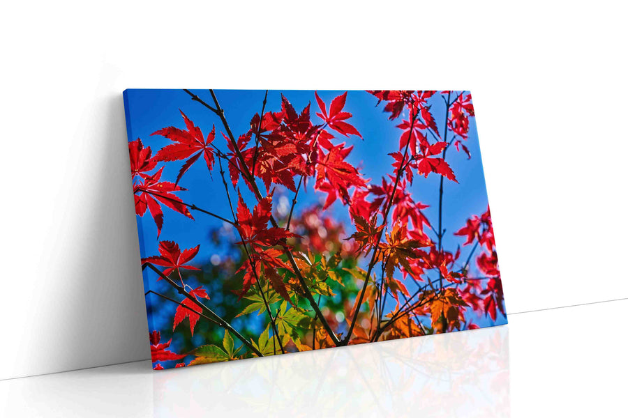 Crimson Canopy leaves canvas print, gallery-wrapped, ready to hang