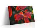Radiant Morning Dew leaves canvas print gallery-wrapped landscape canvas studio shot