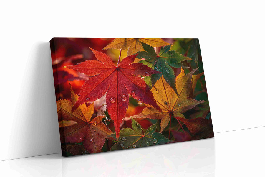 Autumn's Jewel Leaves leaves canvas print gallery-wrapped landscape canvas studio shot