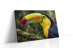 Vibrance of the Rainforest birds canvas print, gallery-wrapped, ready to hang