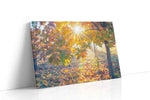 Radiance in Autumn Grove nature canvas print, gallery-wrapped, ready to hang