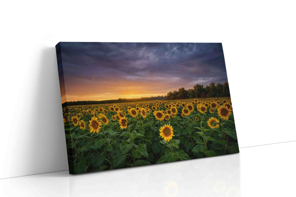 Sunlit Reverie Before Storm sunflowers canvas print gallery-wrapped landscape canvas studio shot