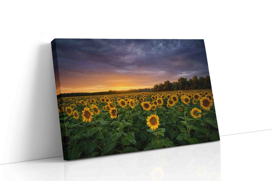 Sunlit Reverie Before Storm sunflowers canvas print gallery-wrapped landscape canvas studio shot