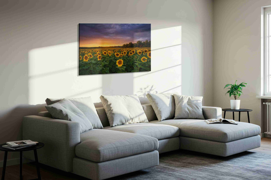 Sunlit Reverie Before Storm sunflowers canvas print, displayed in a living room