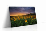 Sunlit Reverie Before Storm sunflowers canvas print, gallery-wrapped, ready to hang