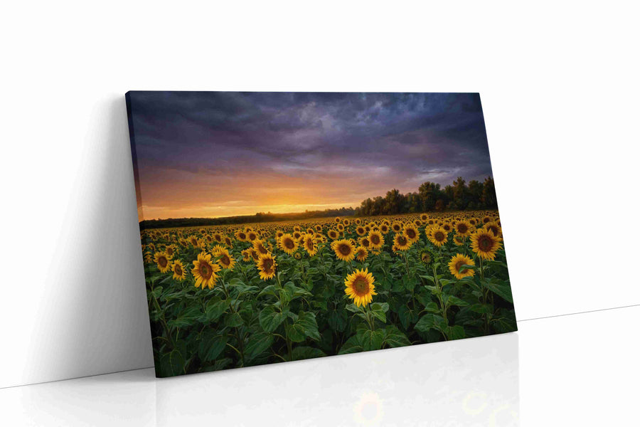 Sunlit Reverie Before Storm sunflowers canvas print, gallery-wrapped, ready to hang