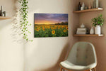 Sunlit Tempest Bloom sunflowers canvas print, displayed in a living room