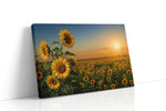 Where Sunflowers Keep the Light sunflowers canvas print gallery-wrapped landscape canvas studio shot