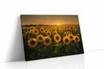 Sunlit Reverie in Bloom sunflower canvas wall art gallery-wrapped landscape canvas studio shot